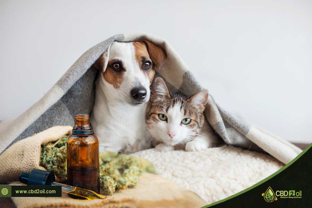 CBD for Pets