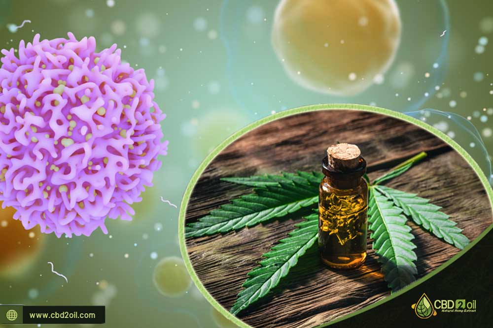 CBD Oil to Treat Cancer